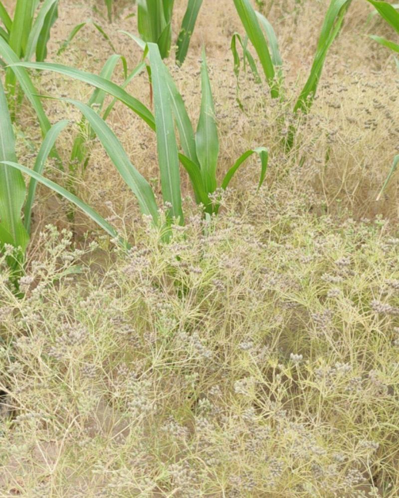 阿拉尔小茴香