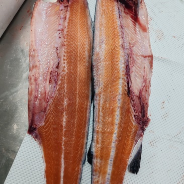 冻红鳟