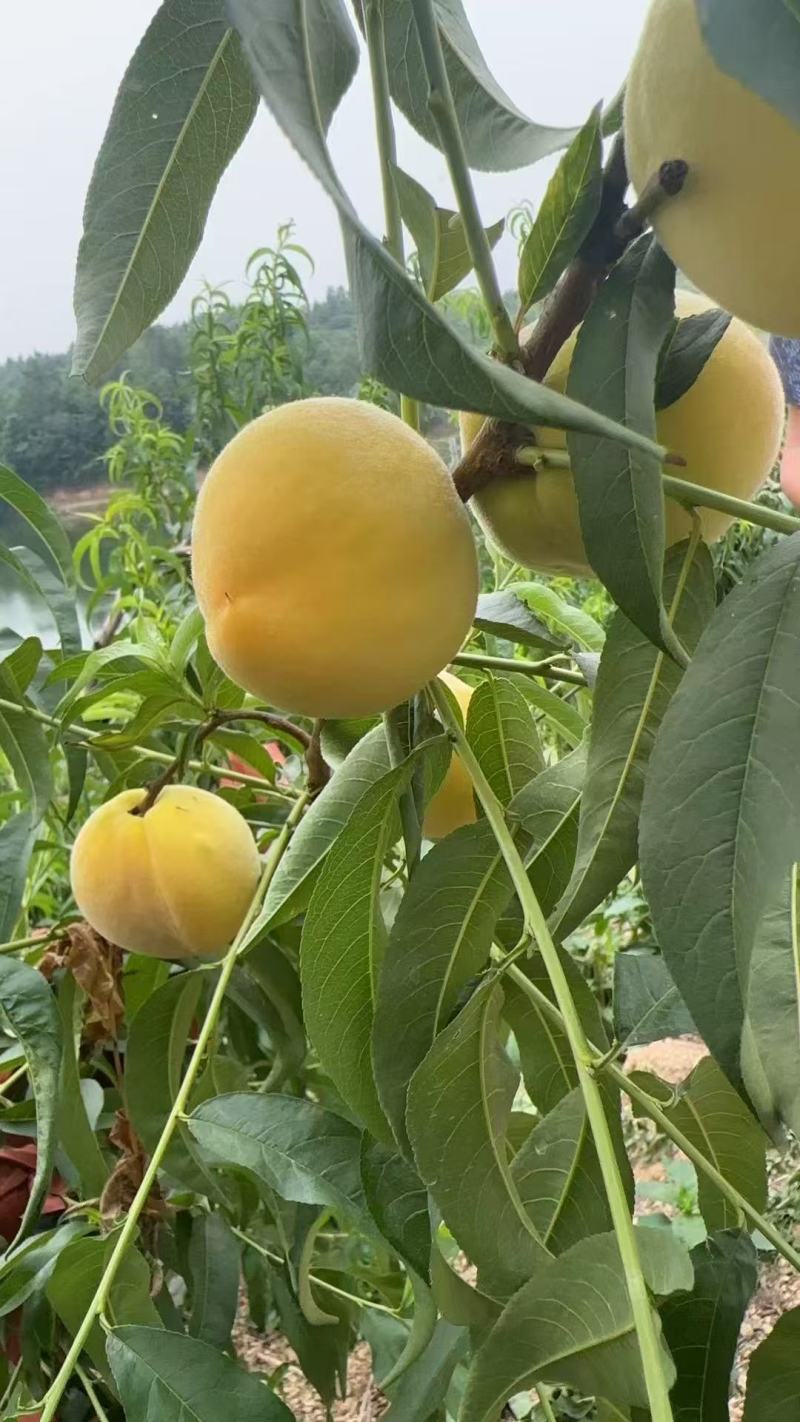 湖北黄桃锦绣黄桃黄金蜜，黄金油蟠桃，U九，供应电商