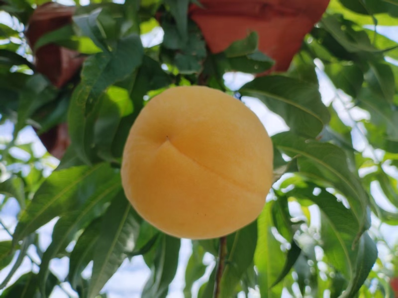 湖北黄桃锦绣黄桃黄金蜜，黄金油蟠桃，U九，供应电商