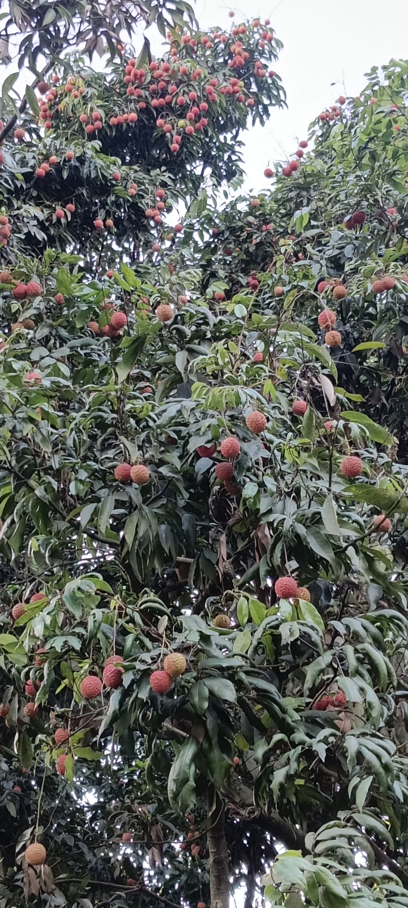 荔枝