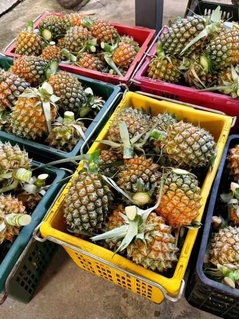 菠萝