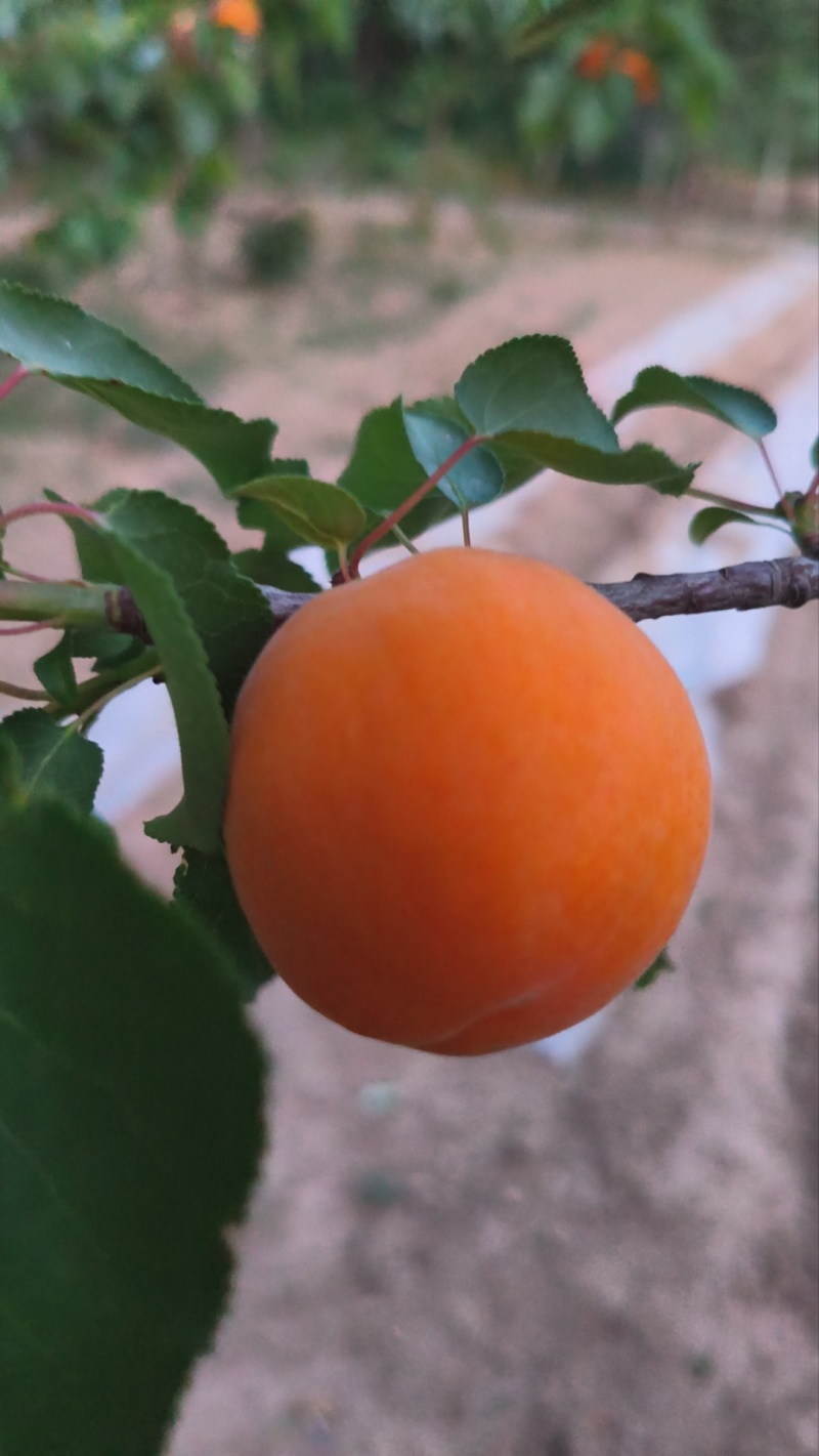 红太阳杏子