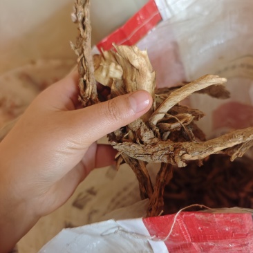 地骨皮
