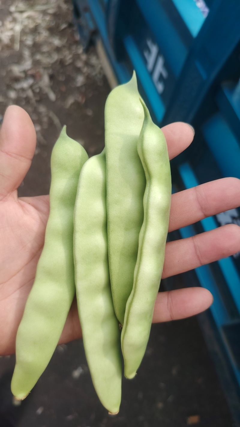 豆角