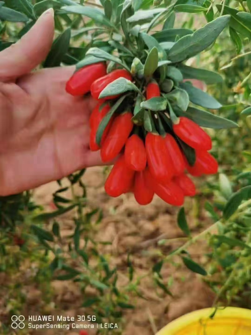 枸杞