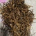虫草珍品产地直发精品保障欢迎联系