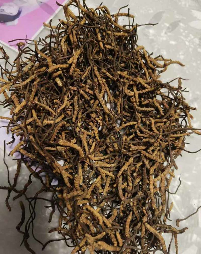 虫草珍品产地直发精品保障欢迎联系