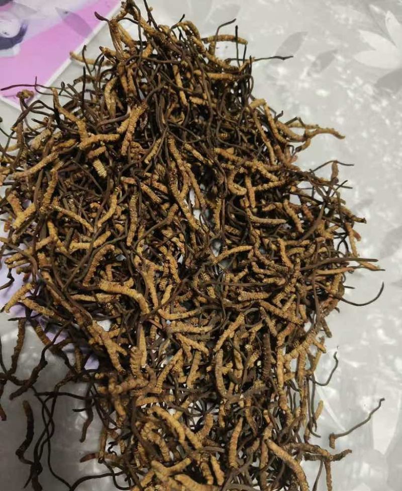 虫草珍品产地直发精品保障欢迎联系