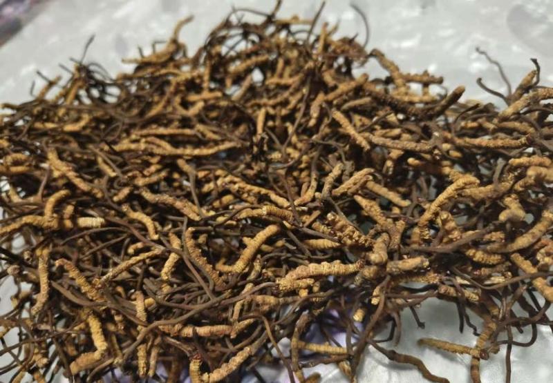 虫草珍品产地直发精品保障欢迎联系