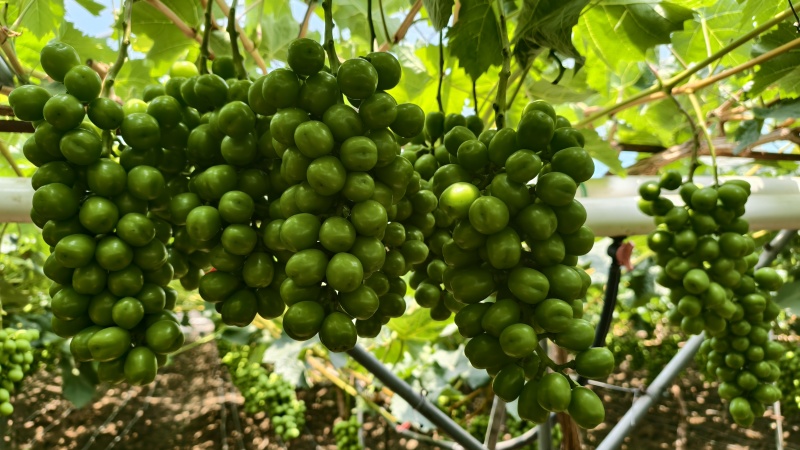 阳光玫瑰