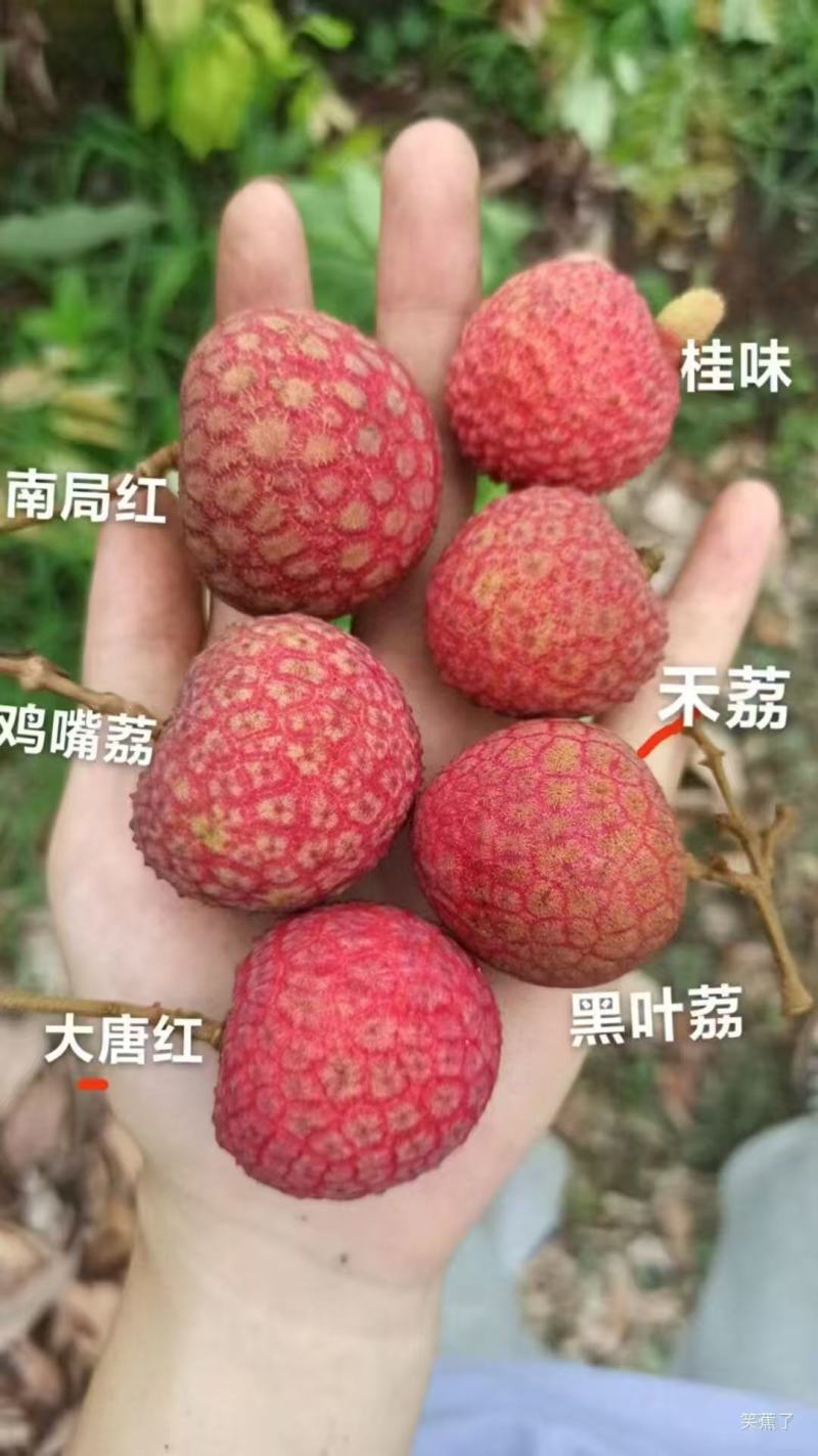 黑叶荔枝