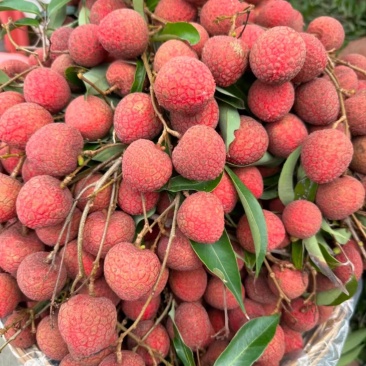 黑叶荔枝