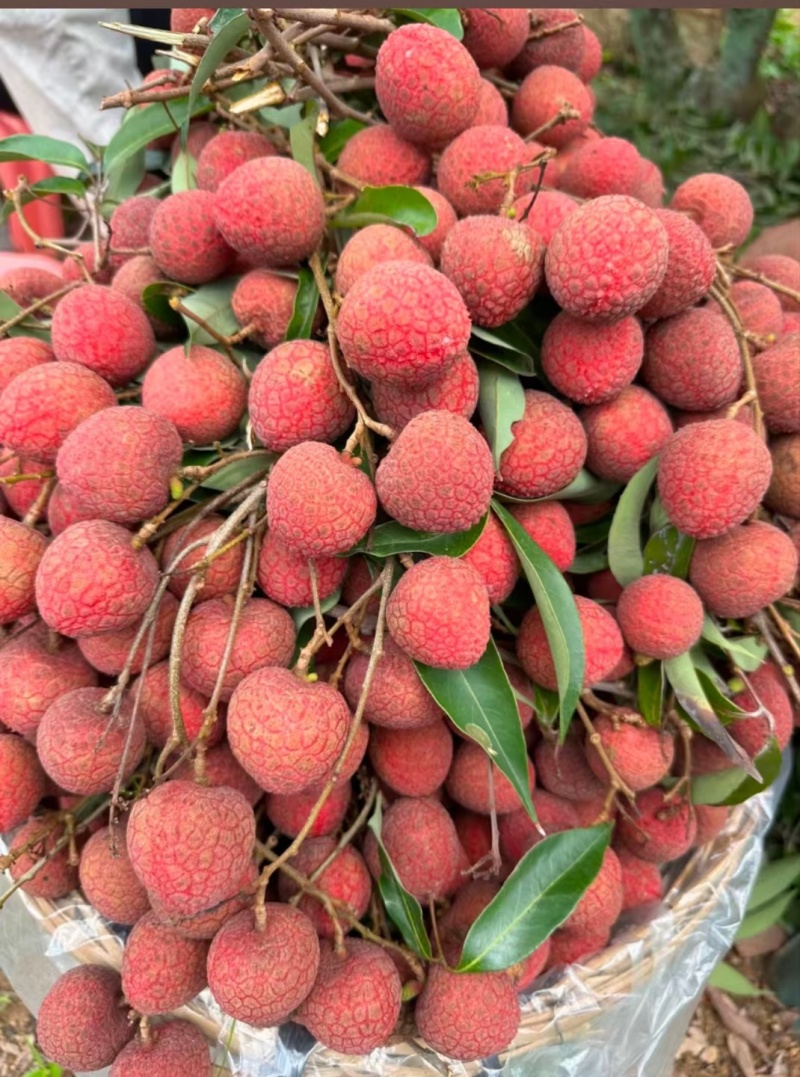 黑叶荔枝