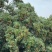 黑叶荔枝