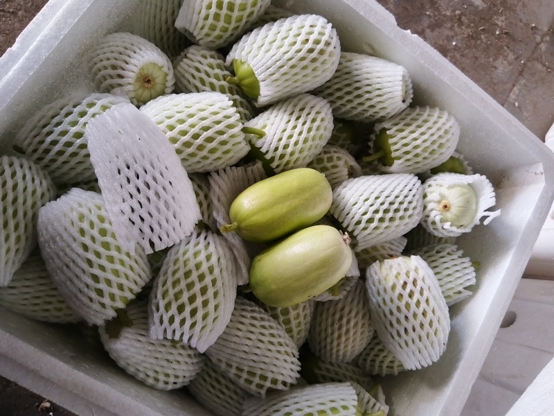 精品金童玉女黄瓜，拇指黄瓜