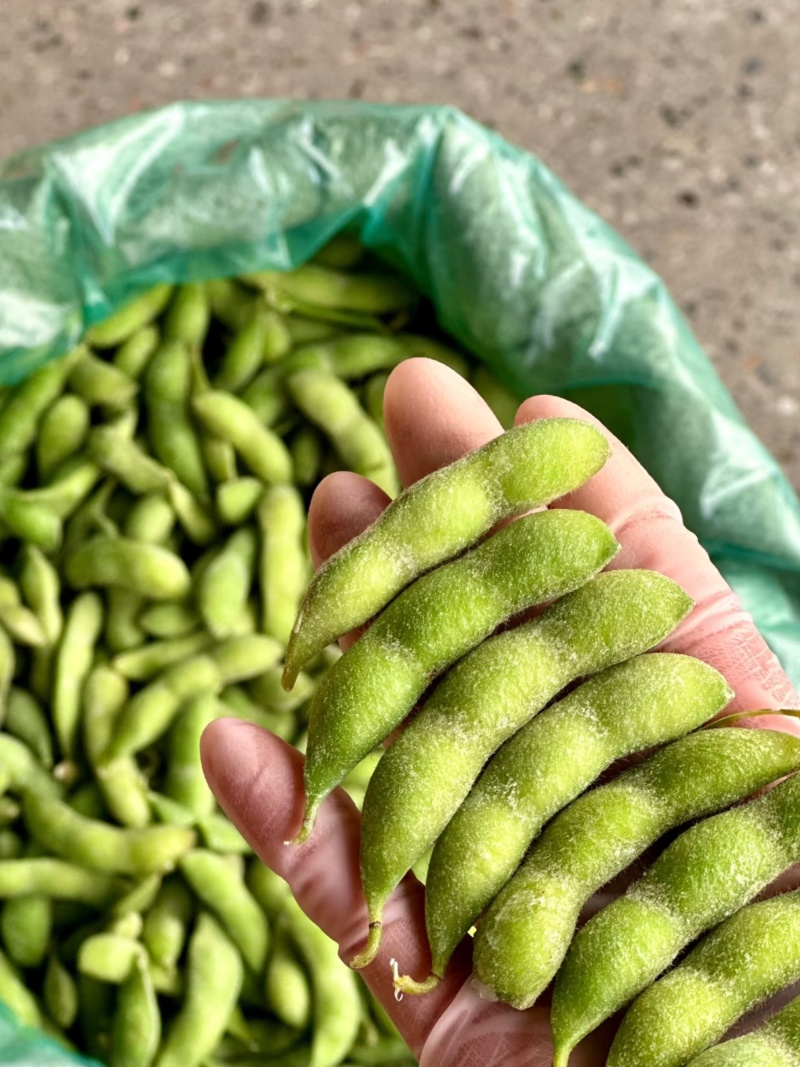 江苏毛豆
