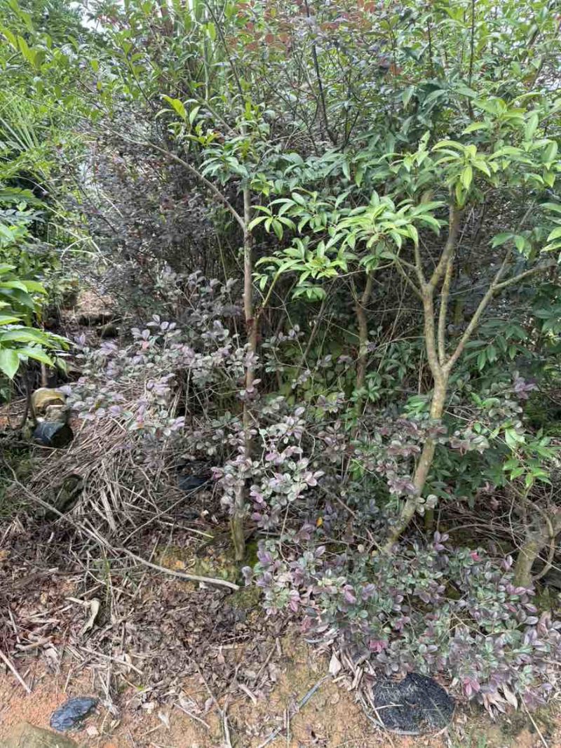樱桃苗