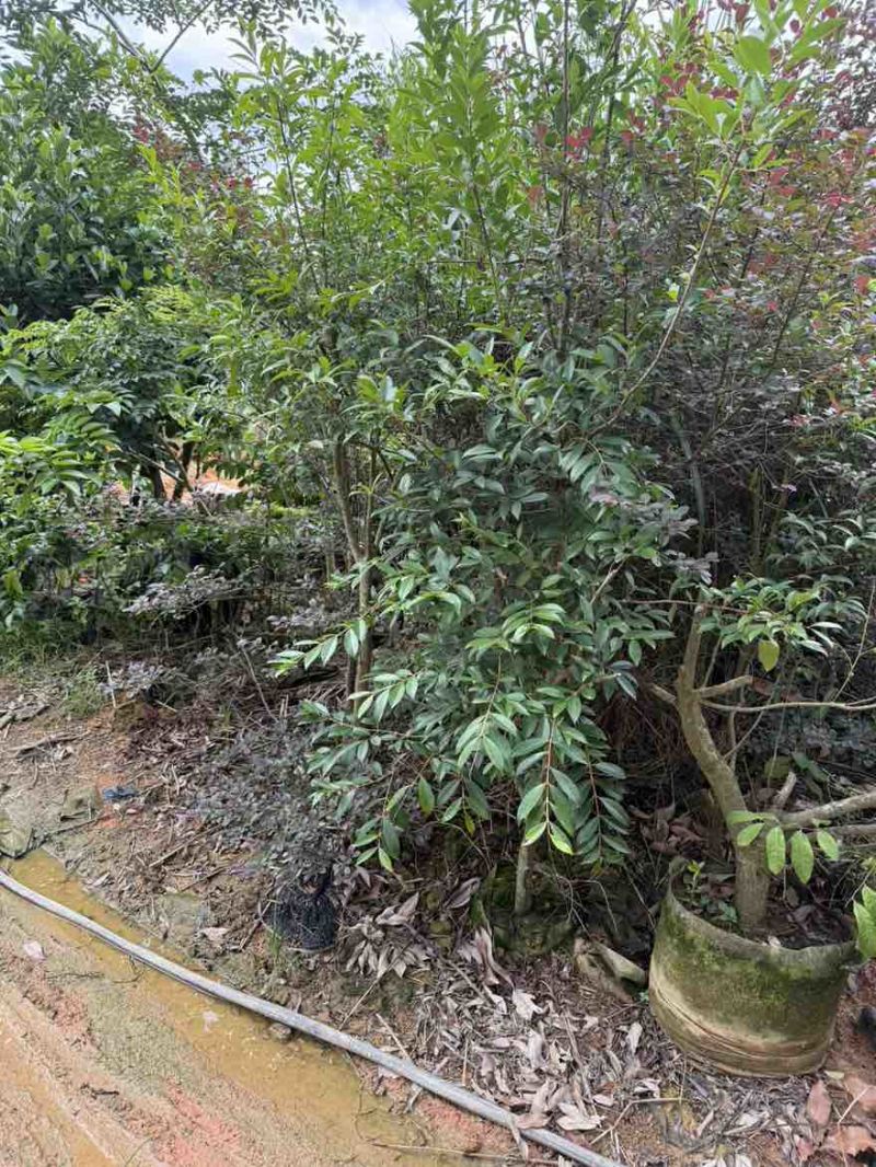 樱桃苗