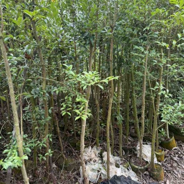樱桃苗