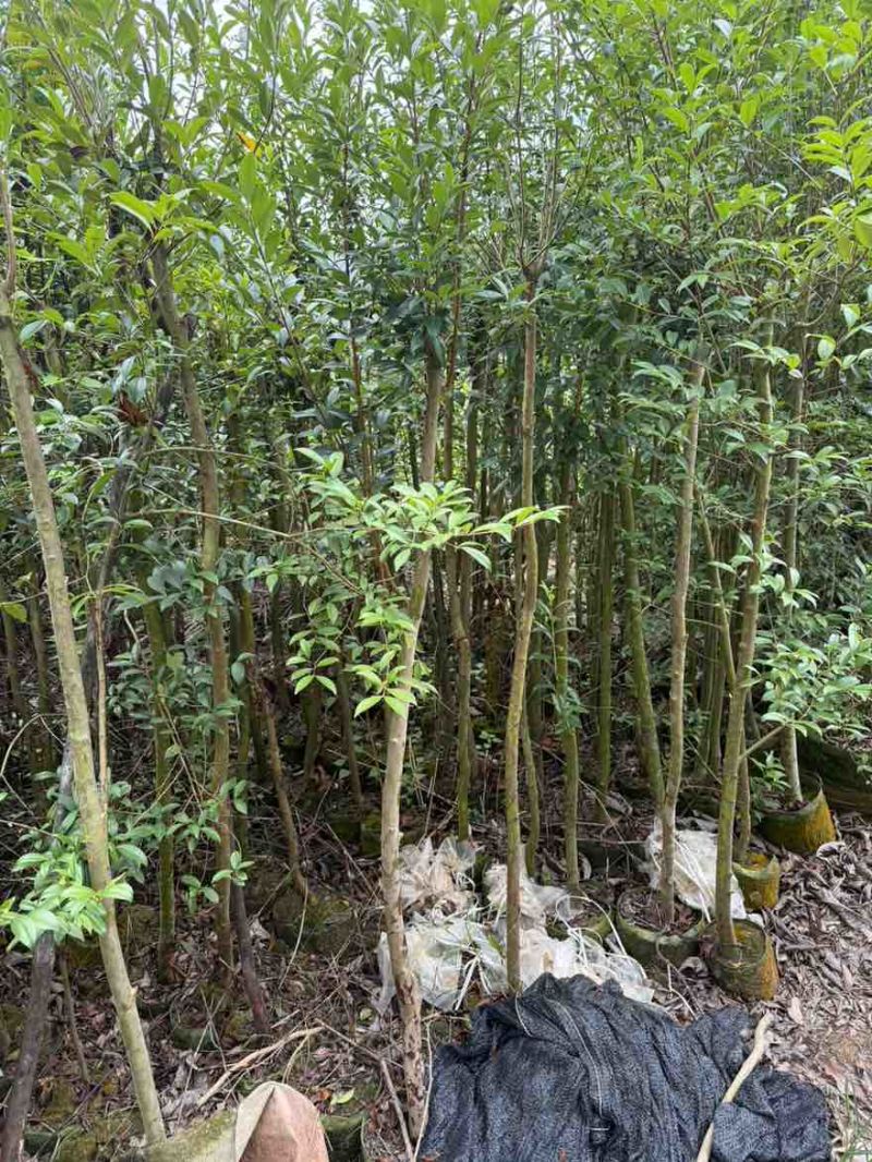 樱桃苗