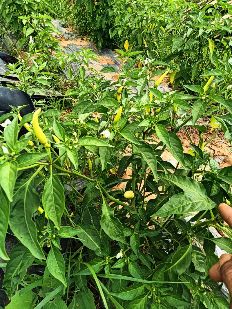 泡椒白米辣