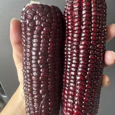 黑玉米黏玉米***********