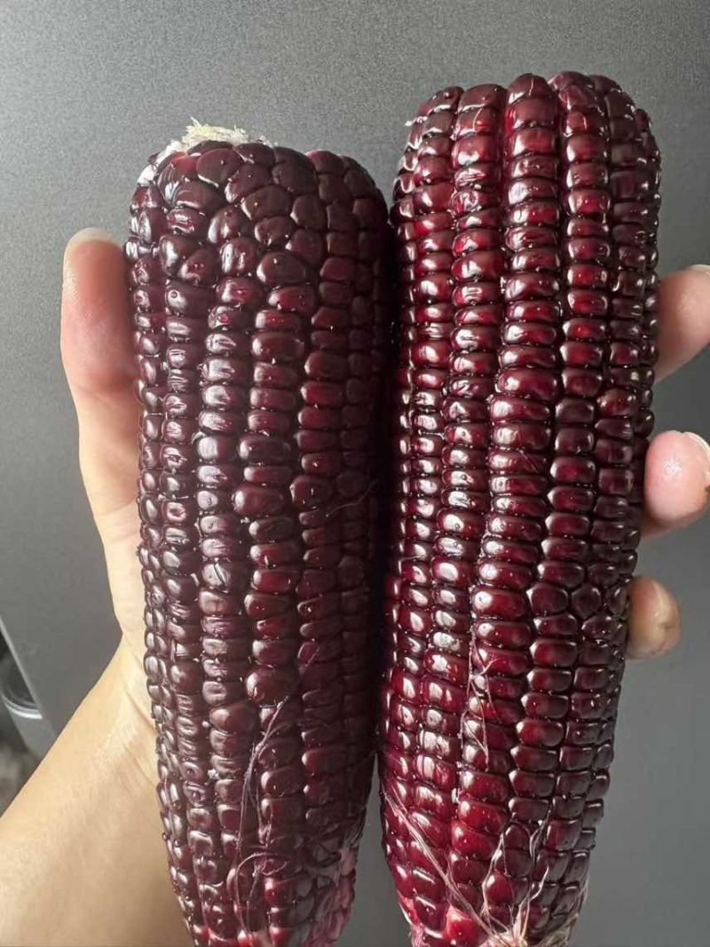 黑玉米黏玉米***********