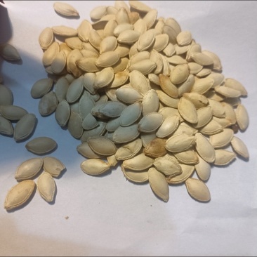 南瓜子批发代发电商