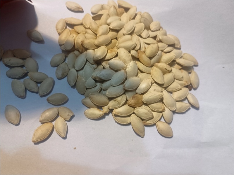 南瓜子批发代发电商