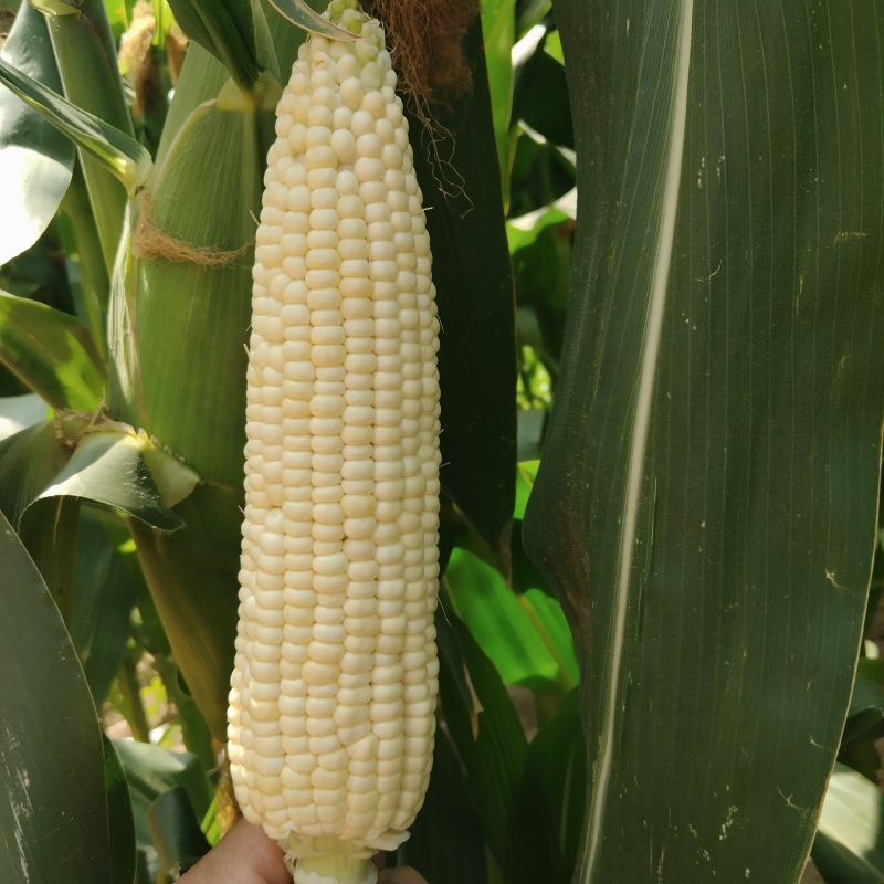 新鲜白糯玉米，新鲜甜糯玉米，大货供应，产地直销，一手货源。
