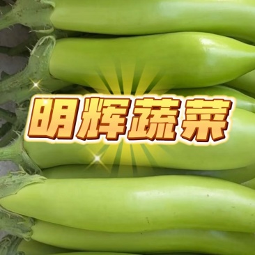 山东省潍坊市青皮绿长茄