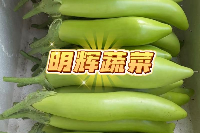 山东省潍坊市青皮绿长茄