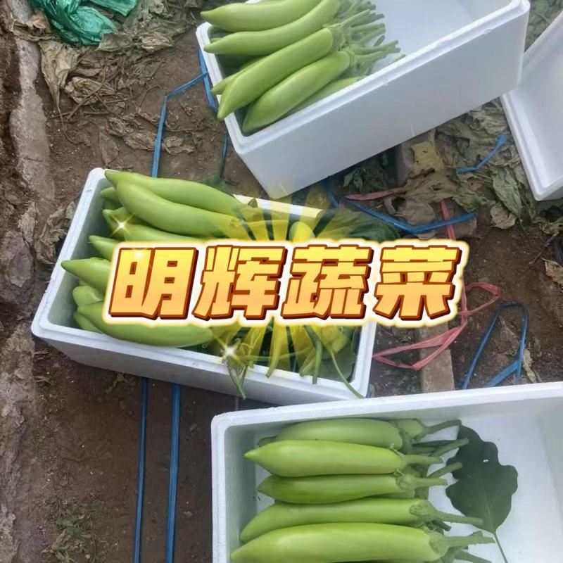 山东省潍坊市青皮绿长茄