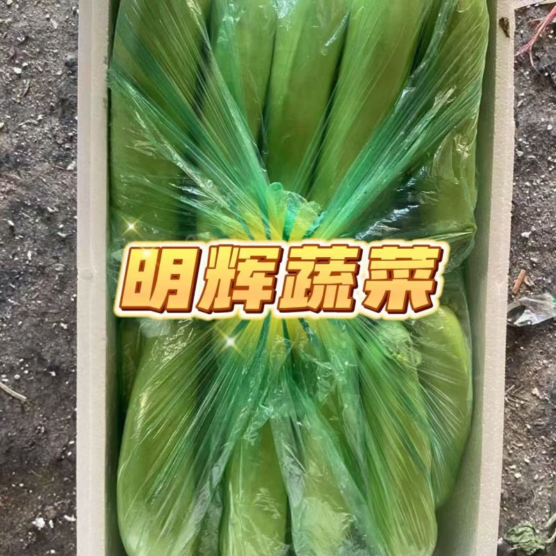 山东省潍坊市青皮绿长茄