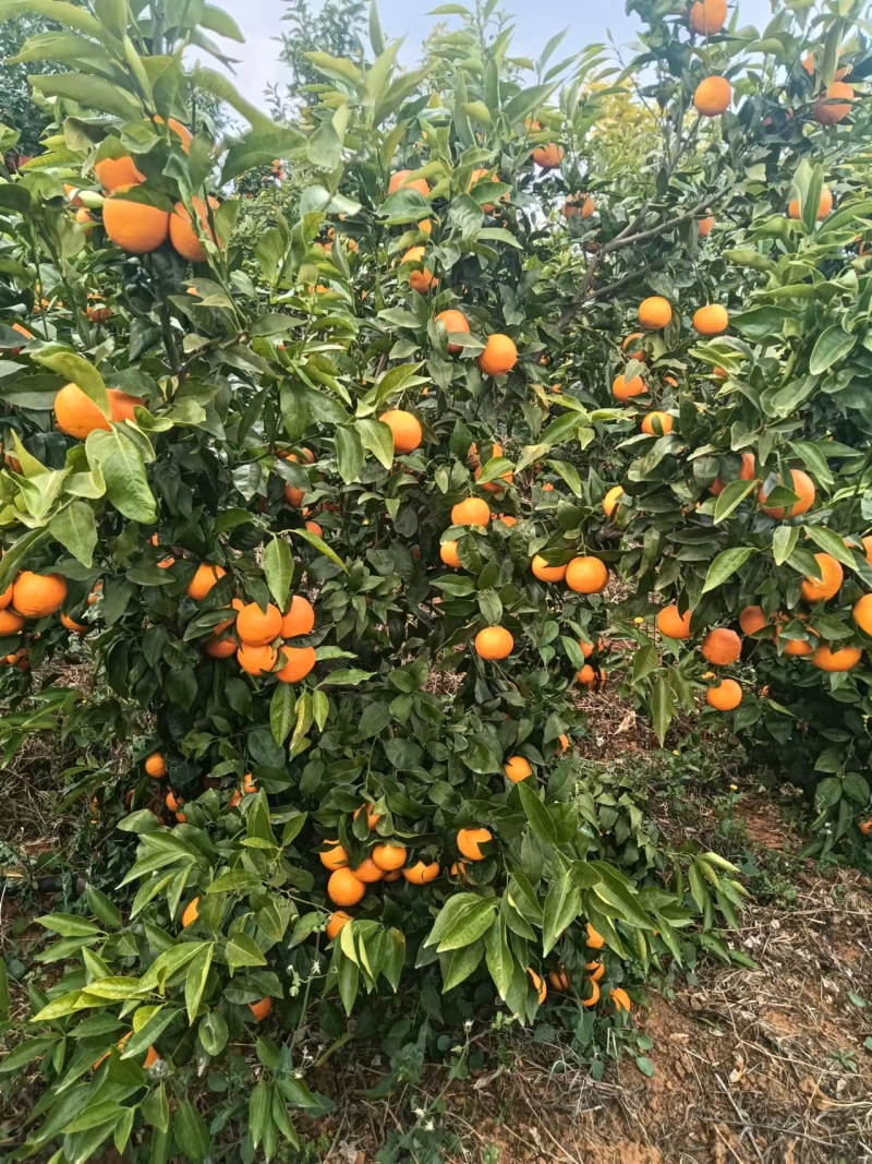 宾川无籽沃柑