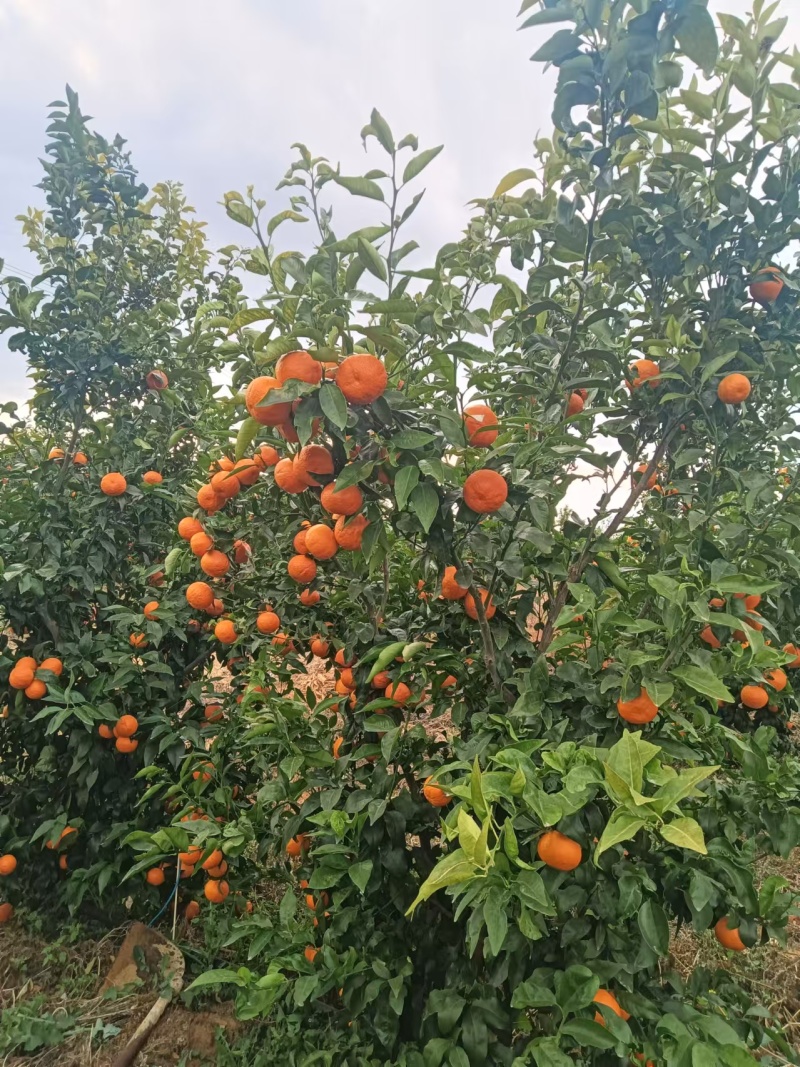 宾川无籽沃柑
