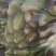甜糯玉米
