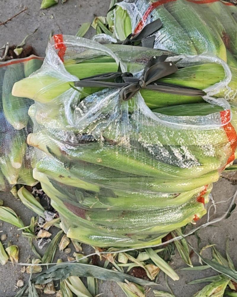 甜糯玉米