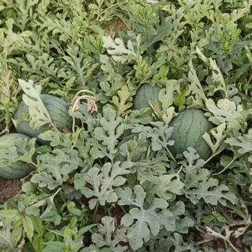龙旋风西瓜