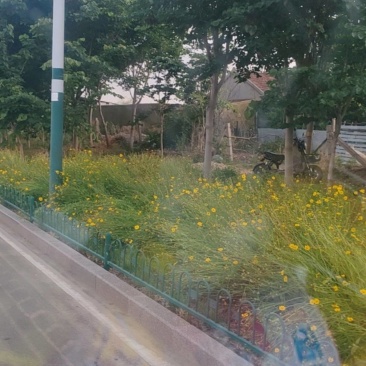 金鸡菊