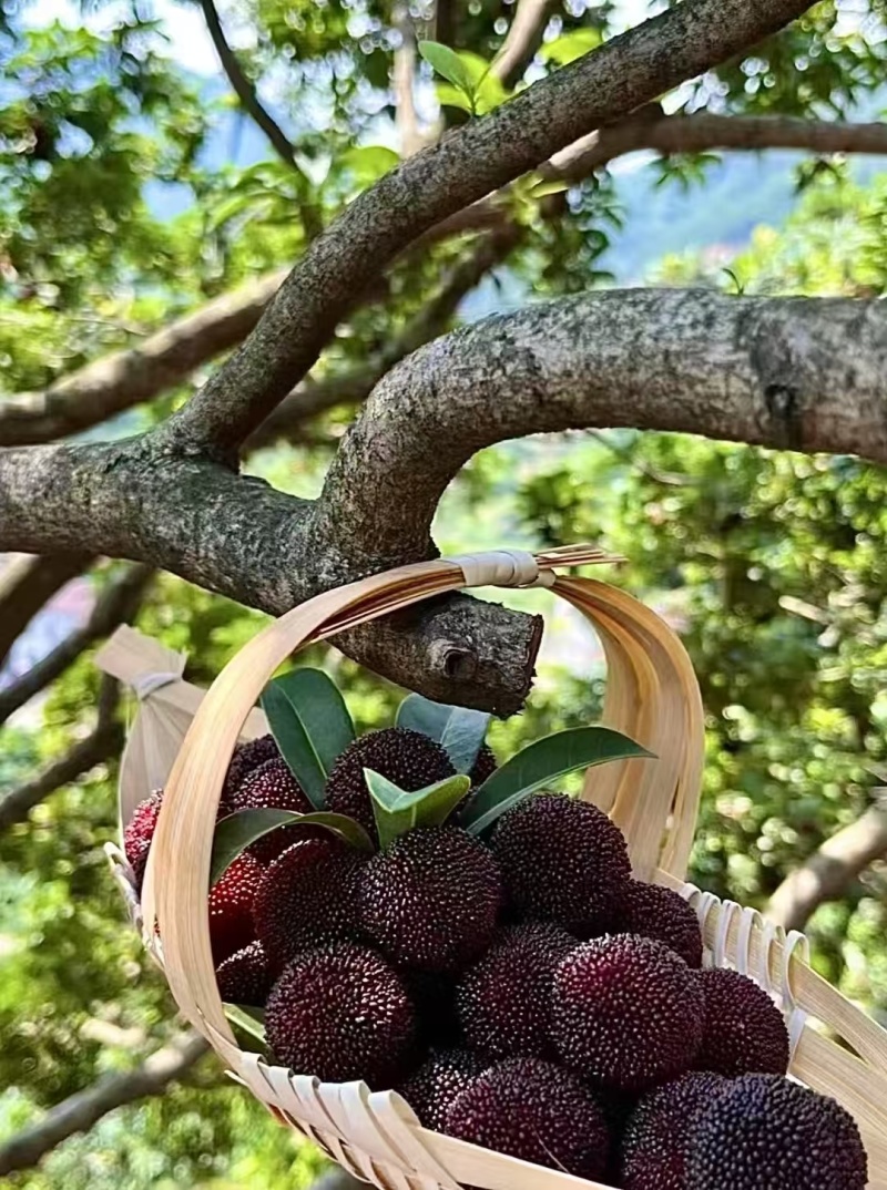 仙居东魁杨梅