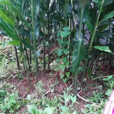 利川富硒阳荷阳荷姜