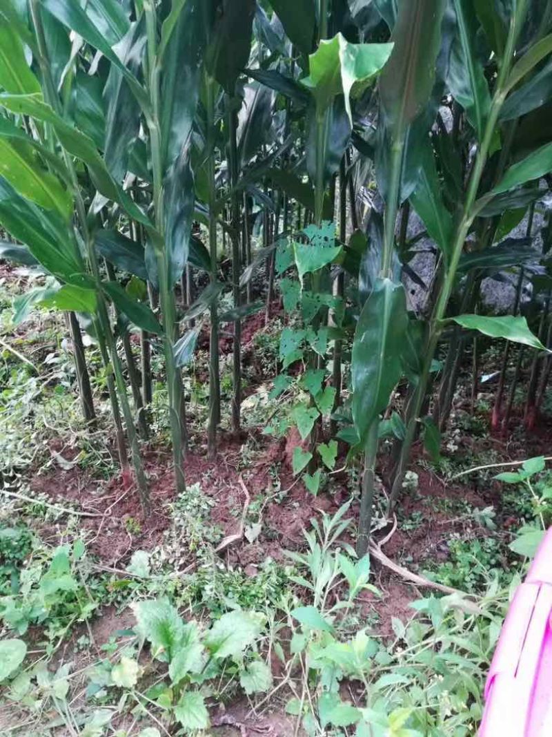 利川富硒阳荷阳荷姜