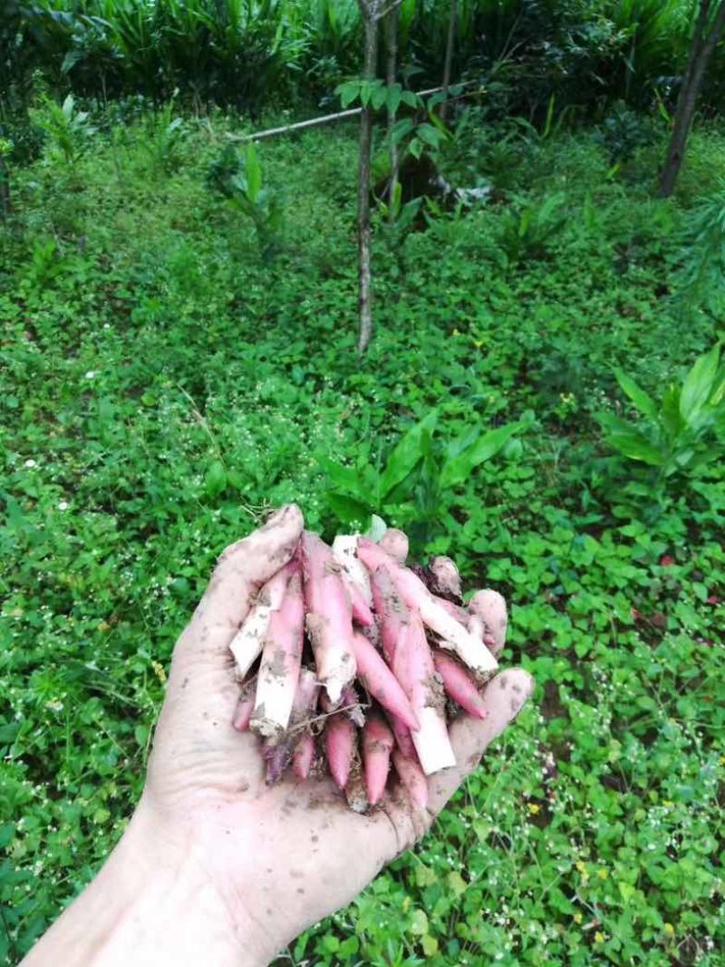 利川富硒阳荷阳荷姜