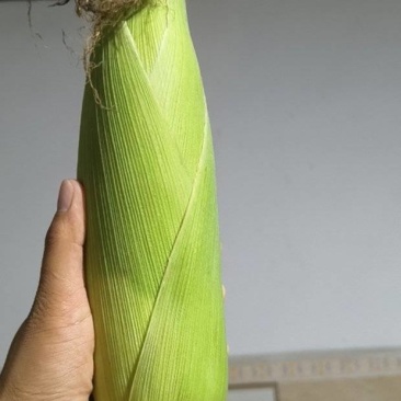 甜穗玉米（水果玉米）