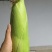 甜穗玉米（水果玉米）