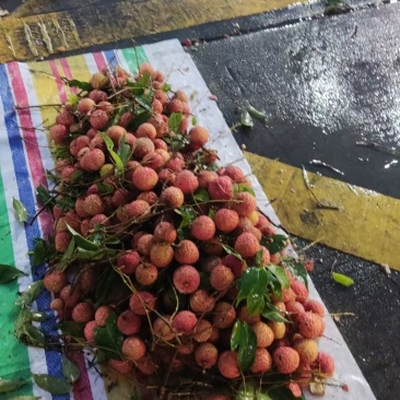 广东东莞桂味荔枝