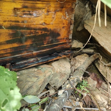 纯野生土蜂蜜