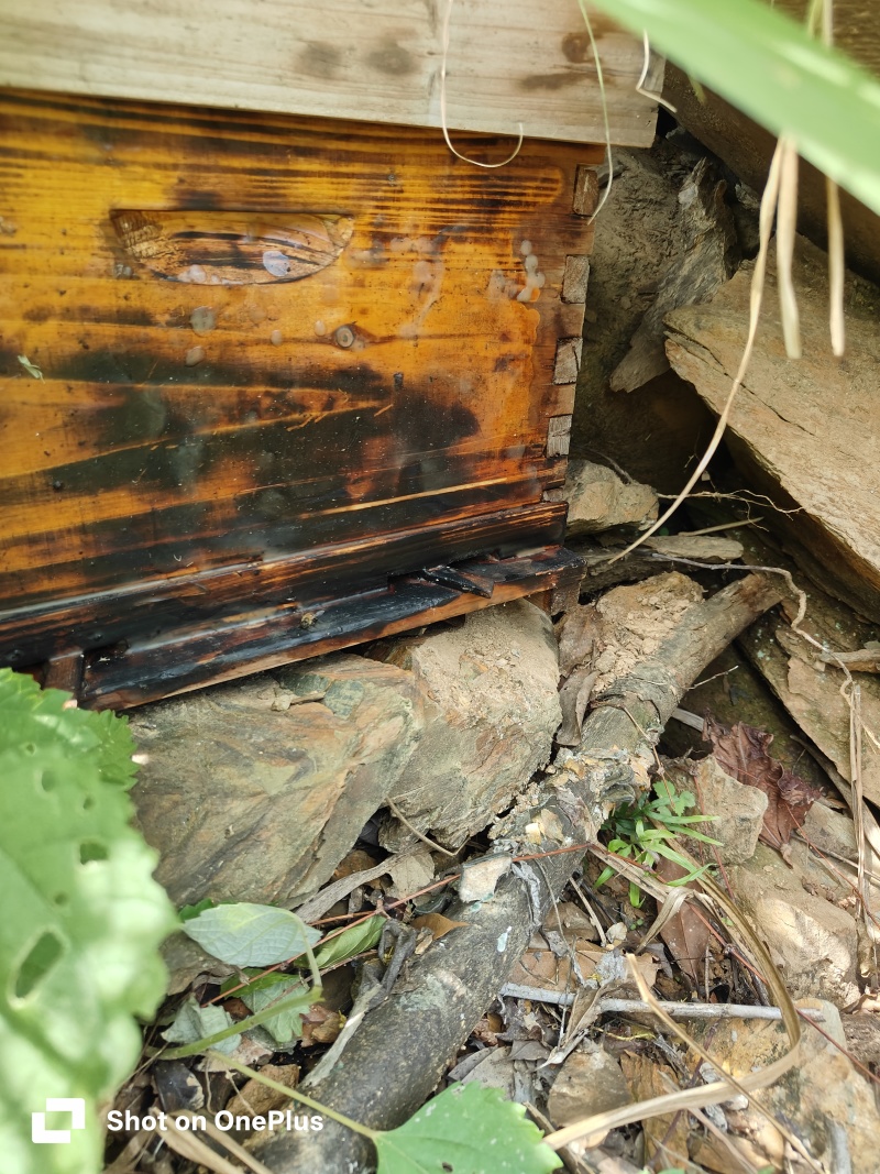 纯野生土蜂蜜